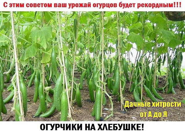 ������� � ��������� ������ ����������� �������� ������ �������