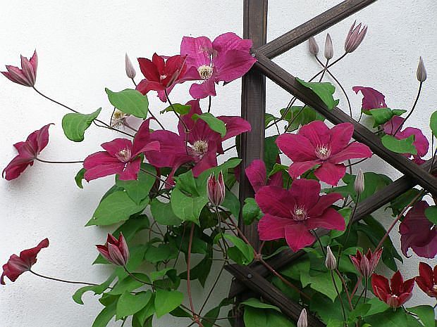 ����������� ����������: ���� � ����������