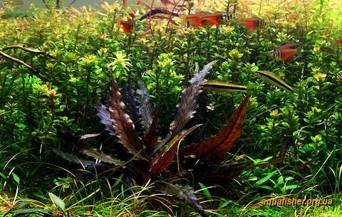 ������������ ������.