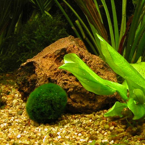 .��������� ����������