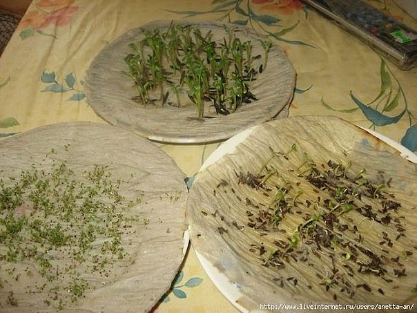 ��� � ���� ���������� ������