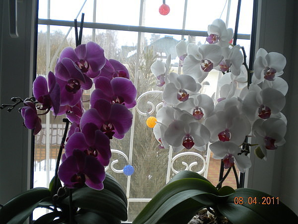 ��������� �� ������������ ������� ���, ���������