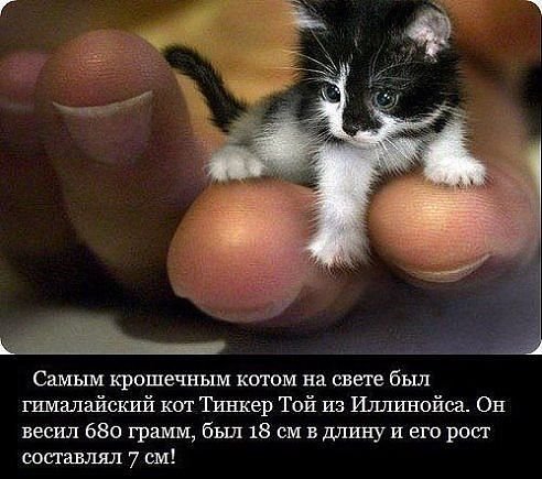 ����� ��������� ���