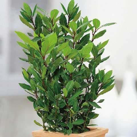 ��� ��������� �������� ����