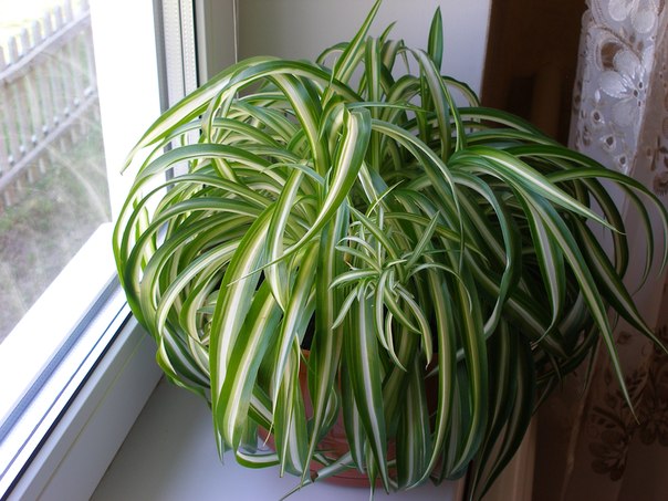 5 �������� �������� ��� ������ ����