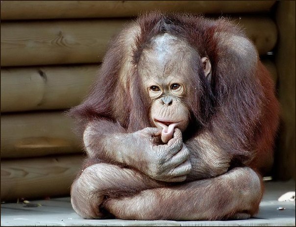 ���������, ���������... � ������� ��� ���� � ����. :)