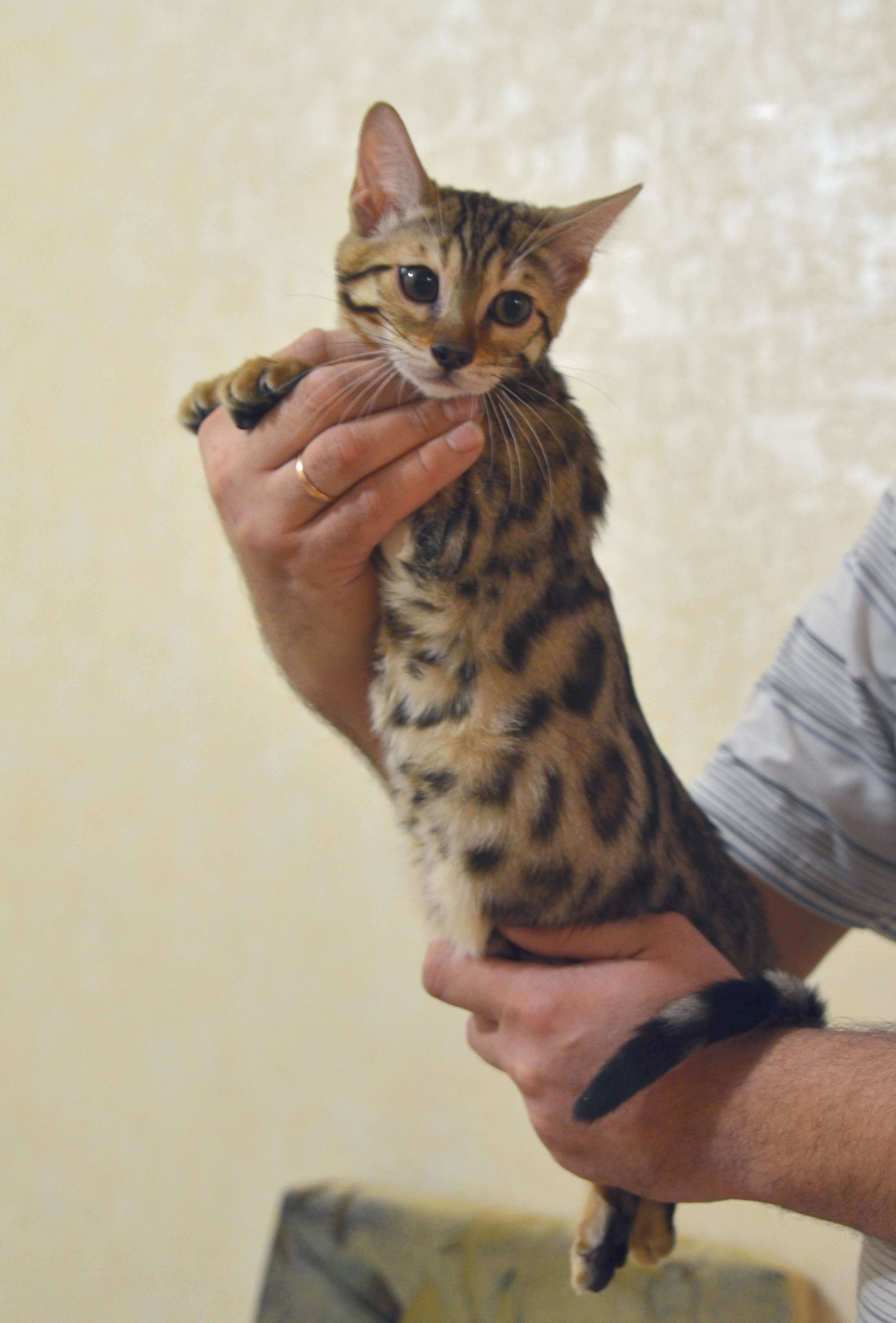 ���������� ���������