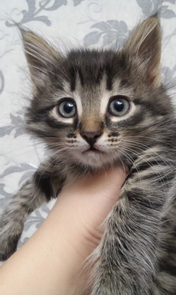 ��������� ��������