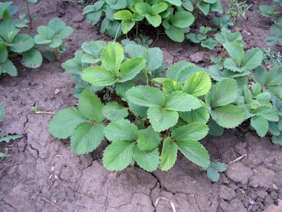 ��������� ��������� (��������).