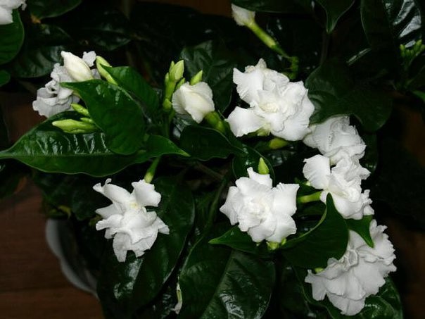 �������������� ��� ���������. ���������� ����