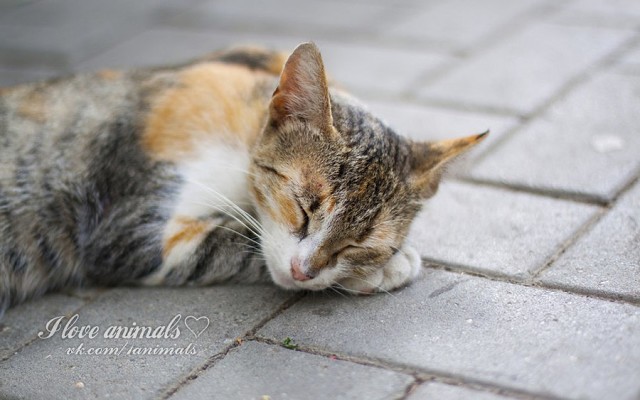 ���� ��������