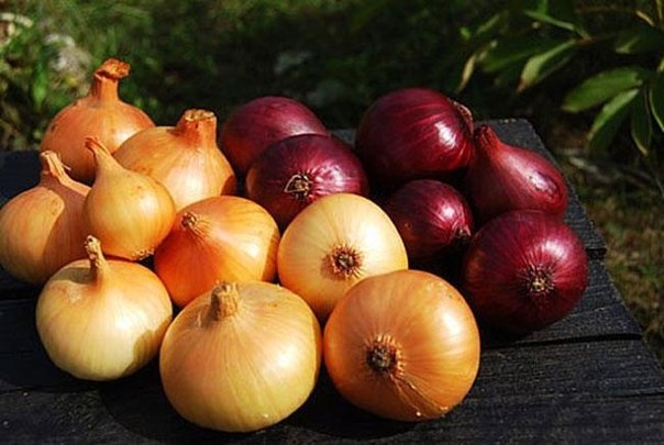 ����������� ������ ������� ������ ����.