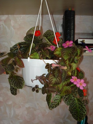 �������. ���������� ����