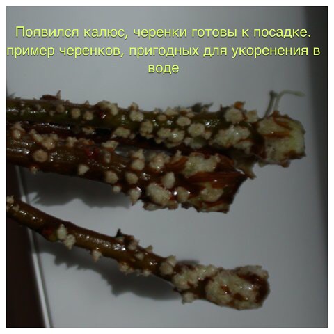 ������� ���������� �����������