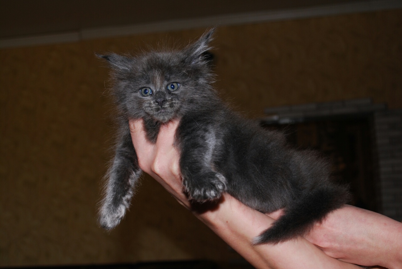 ���� ������ ���� ���