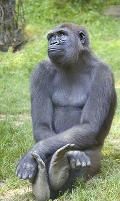 �����, �� ������ ������� �� ������