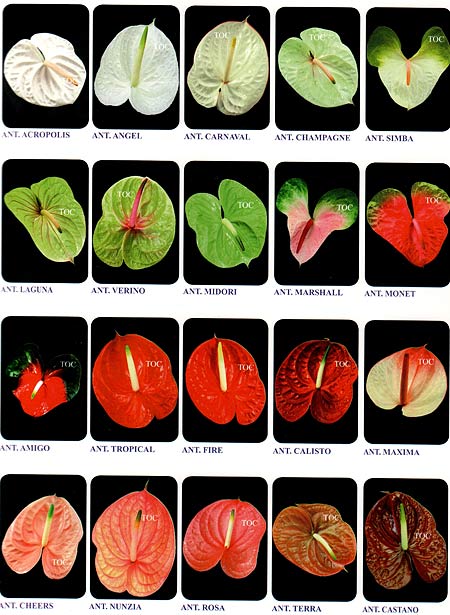 ����� ����������