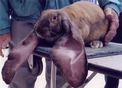 ����� ������� ������