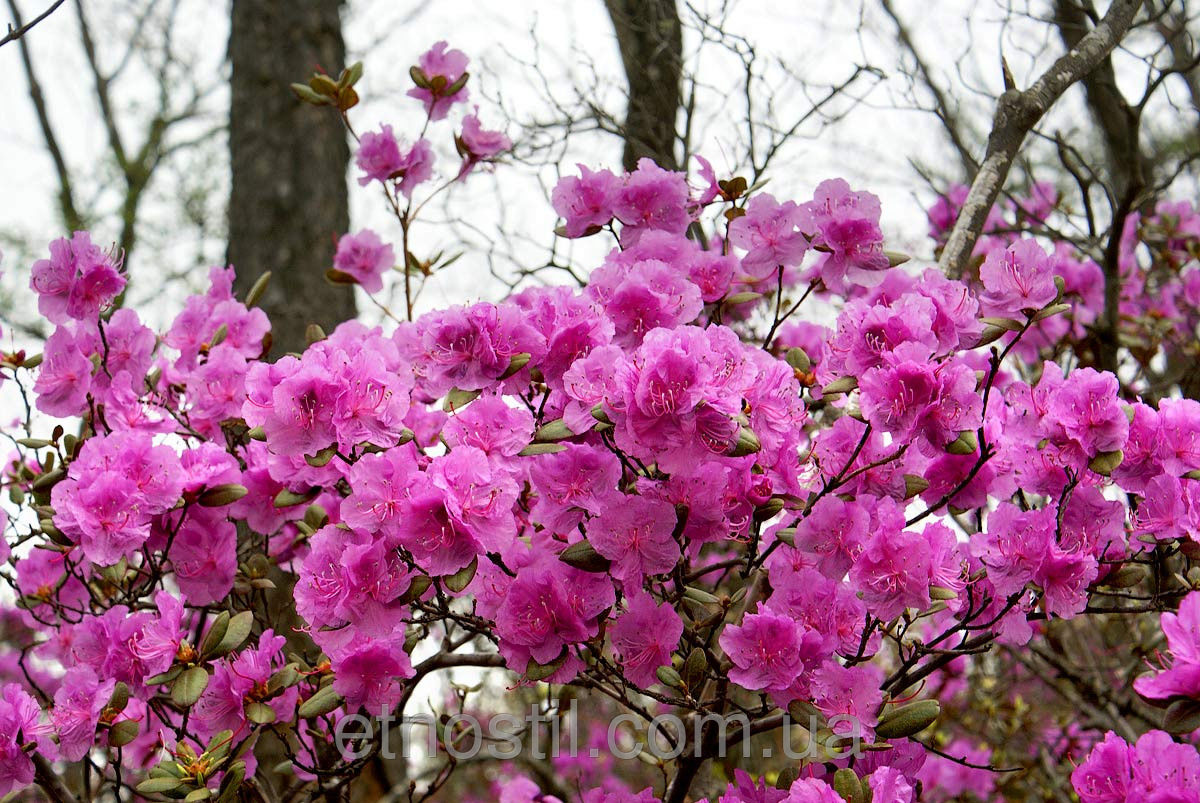 ���� �������. ������������ ��������. ��������, ����������, ������������, ��������!! ���� ������ �������������! ������� ��������������� ����� �������� �����������, ����� ������ �������� �����, �� ����� ������ ��� ��������� � ��� �������!