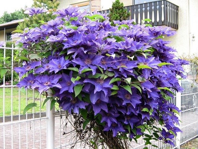 ���� �������� ��� ��������� ������