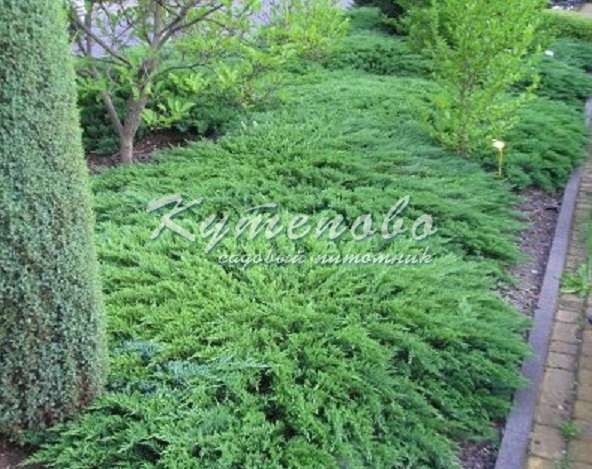 ���� �������. ��������� �� ����� 2016. ������� �������� ��������. �������� �������� 2-�, 3-� �����. ������������ �