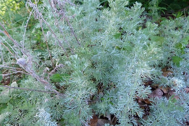 ������, �� �� ������� ����-����� (������