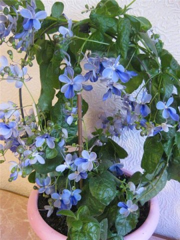 ������������ �����������, ��� ������� �������