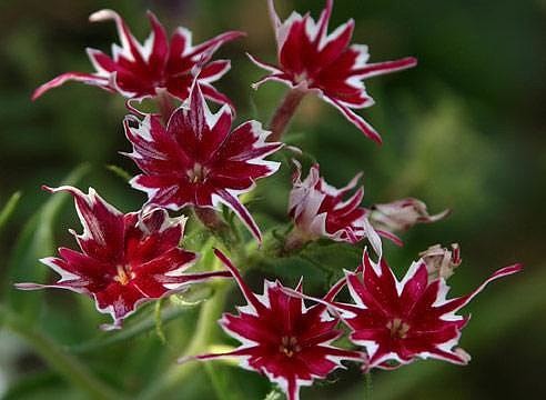 ����� ���������, �����������