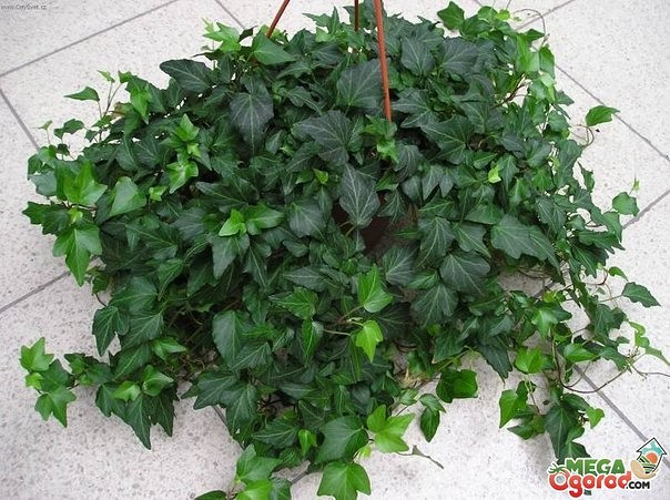 ���� (������). ���������� ����