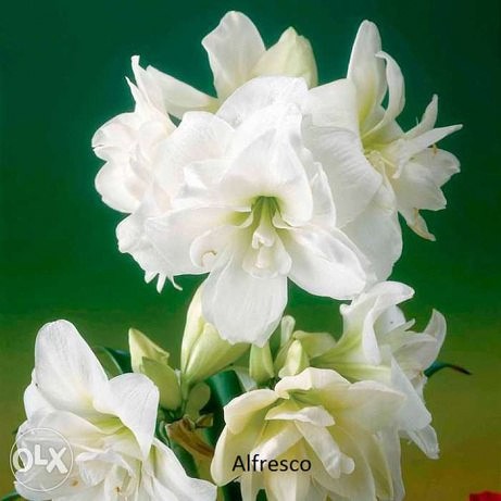 ����������� ������������ �������� ��������