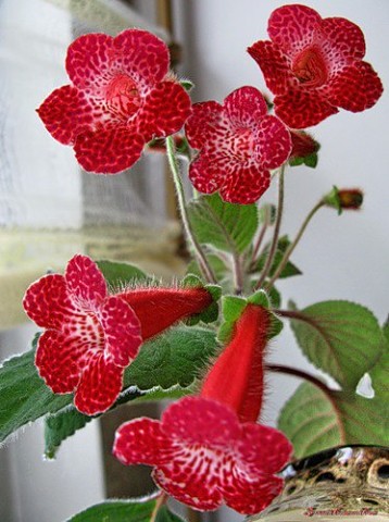 ���������. ���������� ����