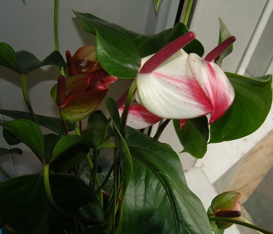 �������� � �������� � �������