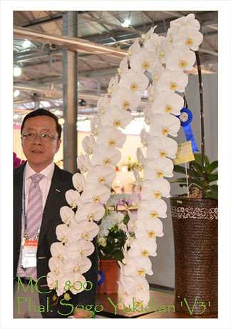 Phalaenopsis Sogo Yukidian - �������� ��������