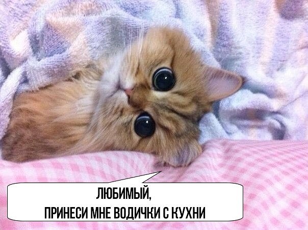 ����� ����