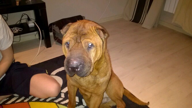 ������ ���� �����