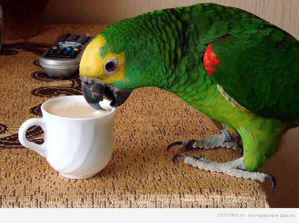 ����������, ������ �� �����