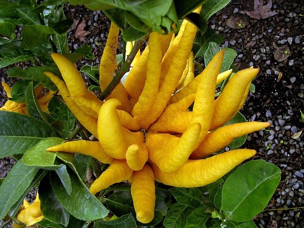 ���� �����