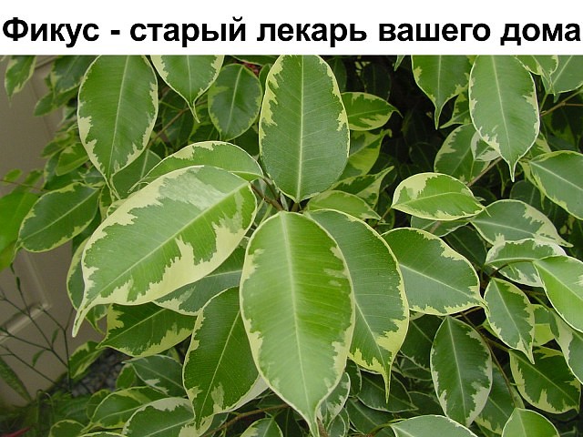 ����� - ������ ������ ������ ����