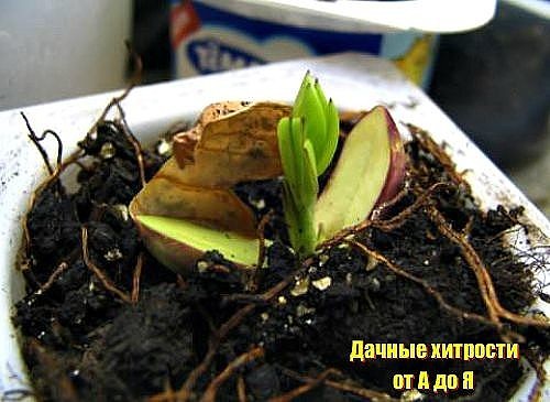 ��� ��������� ������ �� ����