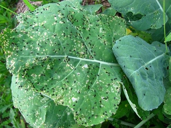 ������������� ������ - ����� �������, ������� � �������. ��� ��������