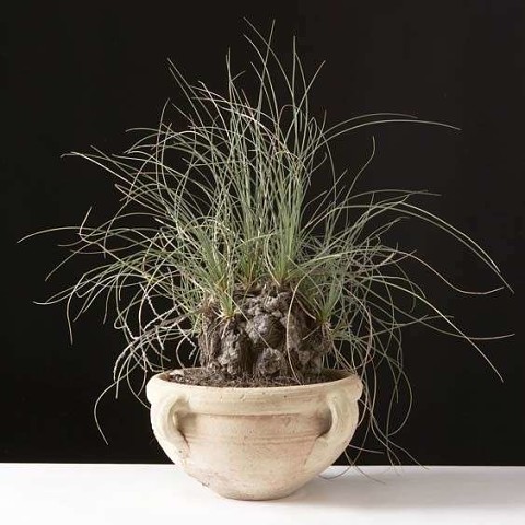 ������� ����� ..�������