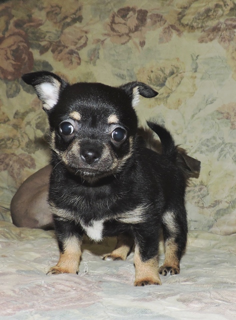 ����� ��������