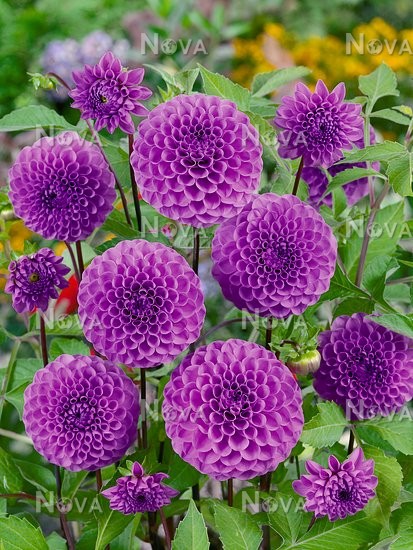 ���, ��� ���� ������ - �����, �����, ������, ���������, �����, �����, �����������, �����, ������, ������, ���������, ��������, �������, ����������, ��������, ���������! ���� 16 �������.