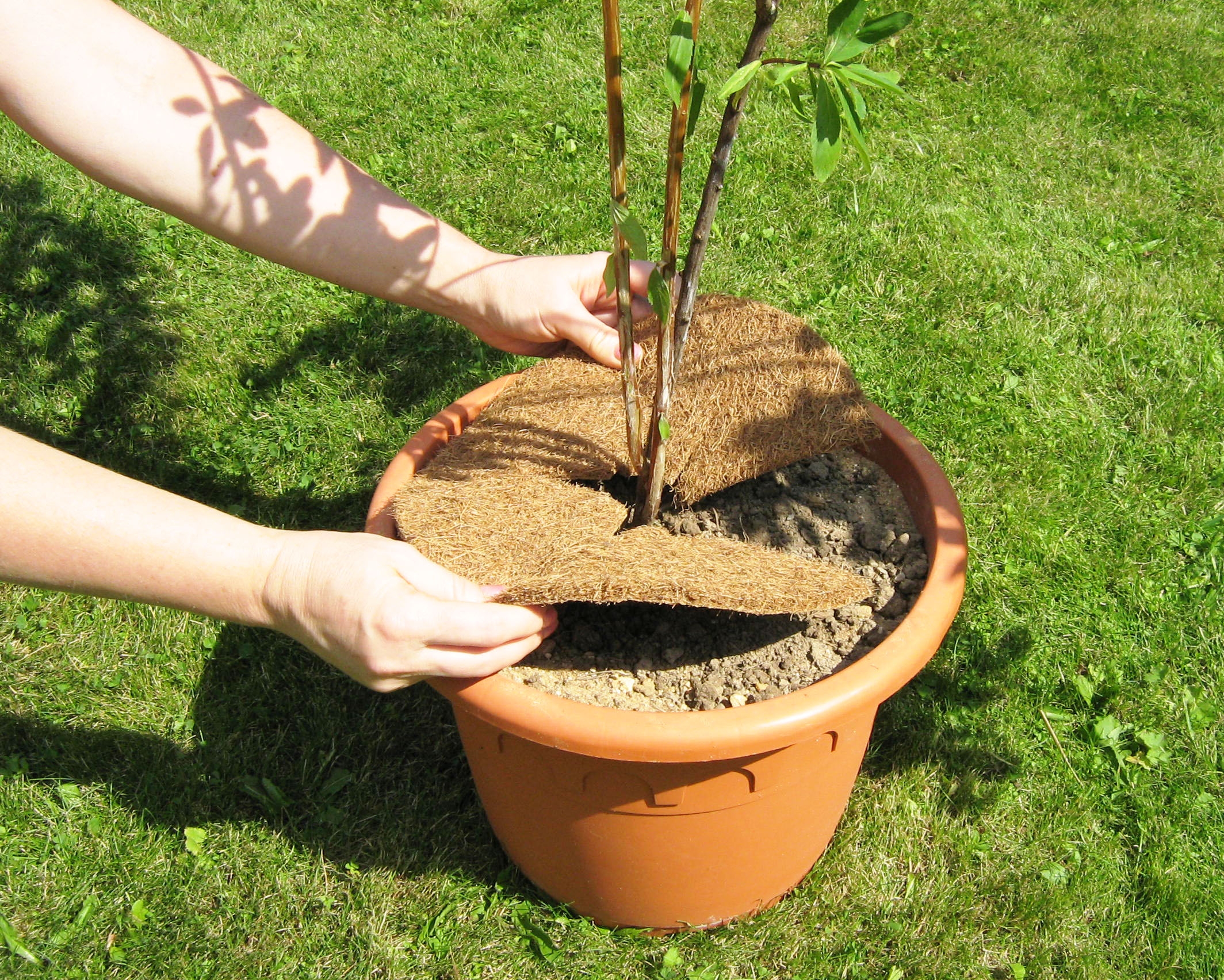 ���� �������. �������� - ��������� ��������, ������, �������� ��� �������. 3 �����.