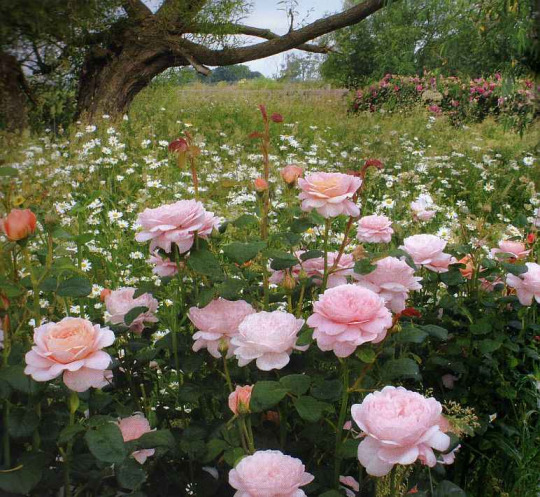 �������� ��� - ���� �����...