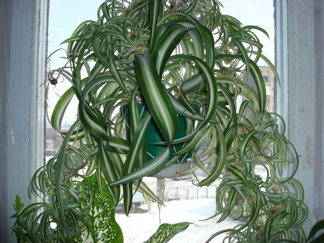 ����������. ���� � �������� ��������