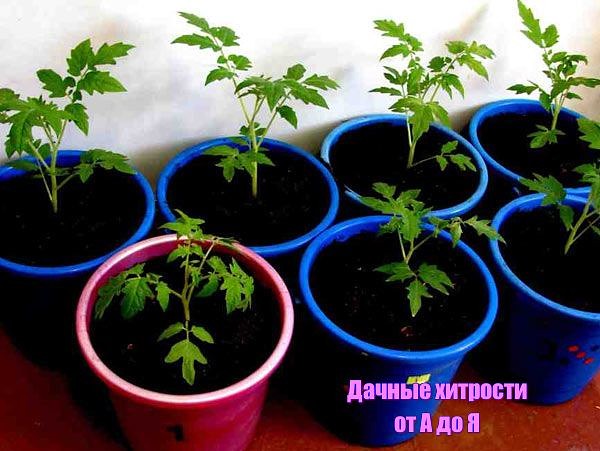 ��� ��������� ������ ������� ������ � �����