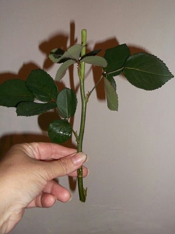 ��� ��������� ���� �� ������