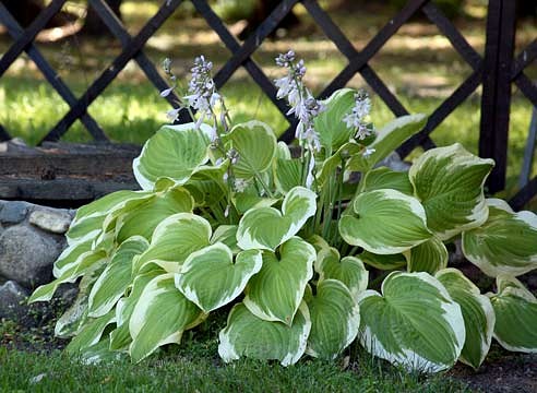 ��� ��������� �� ������