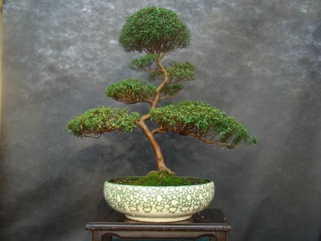 ����. ���������� ����